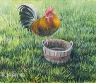 Rooster on water Bucket